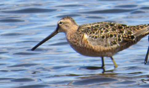 Long-billed Dowitcher - ML449255641