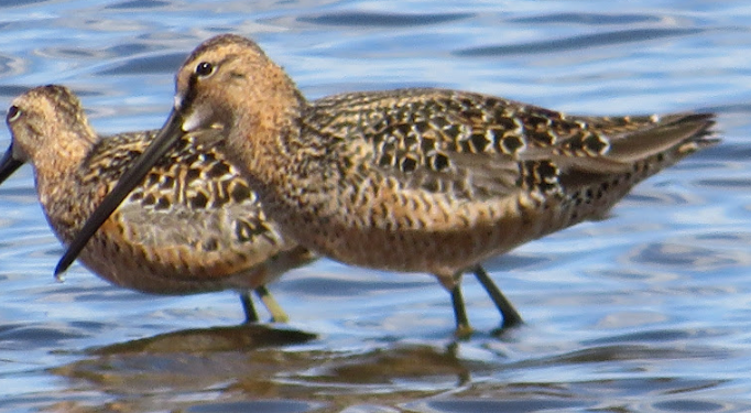 Long-billed Dowitcher - ML449255651
