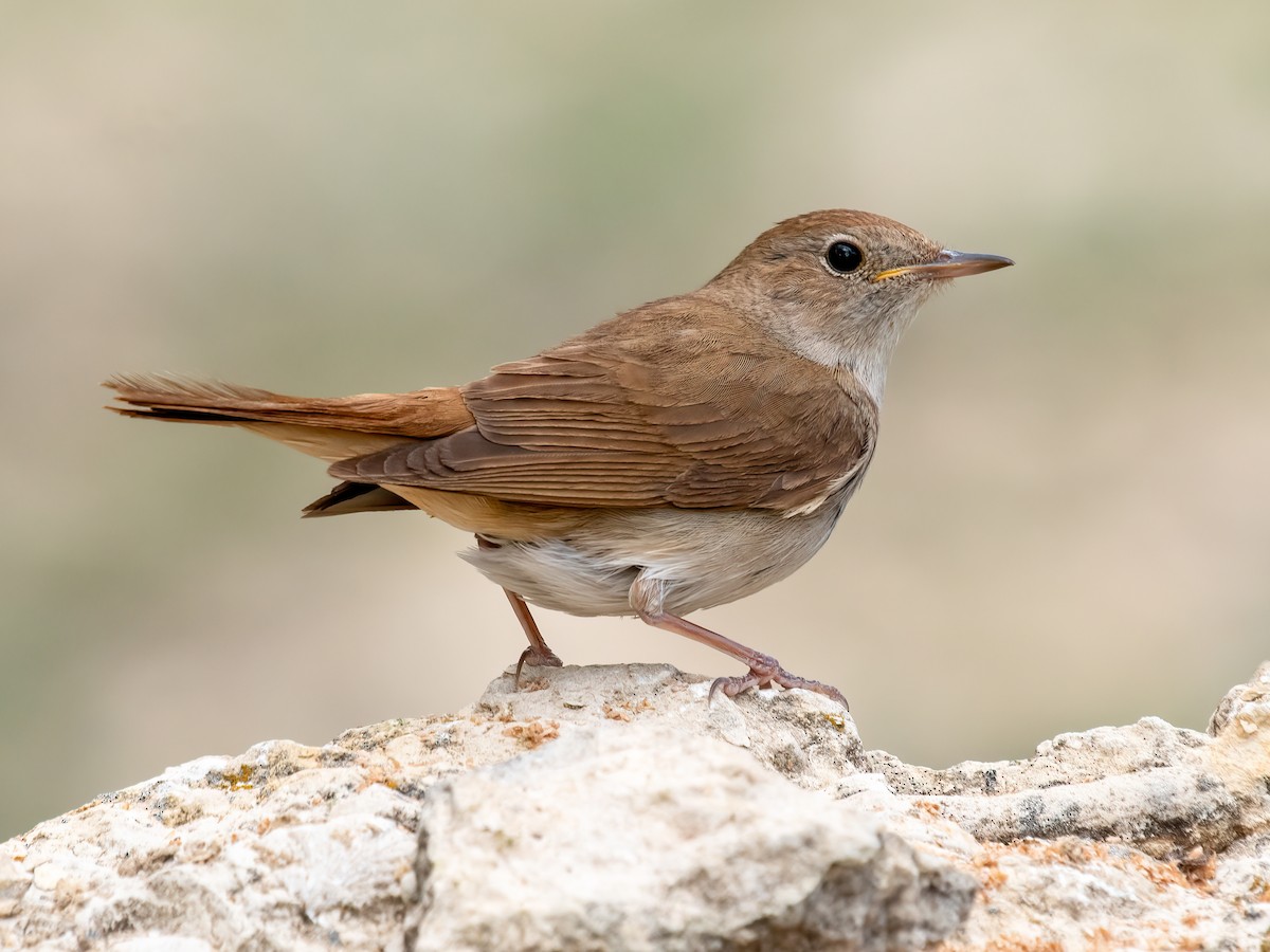 Common Nightingale - Luscinia megarhynchos - Birds of the World