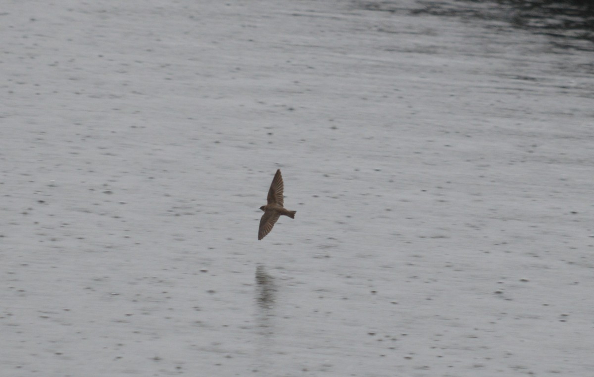 Northern Rough-winged Swallow - Louis Kreemer