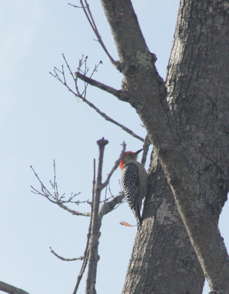 Red-bellied Woodpecker - Kent Warner