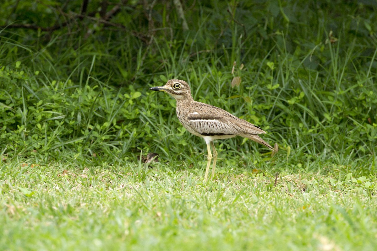 Water Thick-knee - Charley Hesse TROPICAL BIRDING