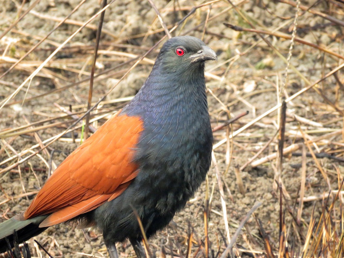 Greater Coucal - ML44927041