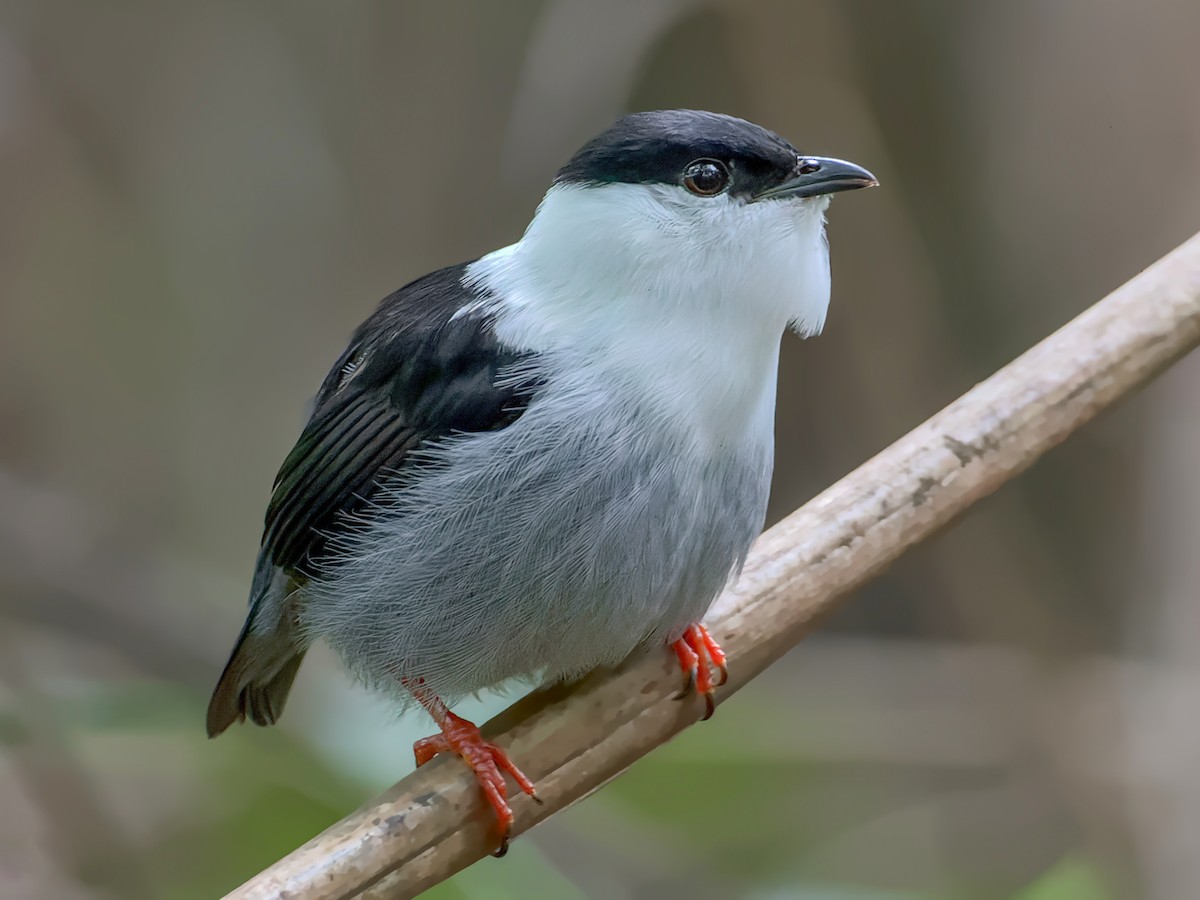 White-bearded Manakin - Manacus manacus - Birds of the World