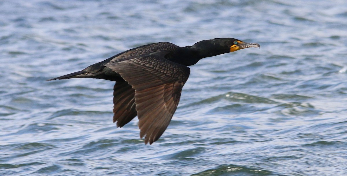 Double-crested Cormorant - Keith Lowe