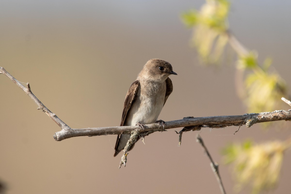 Northern Rough-winged Swallow - ML449277801