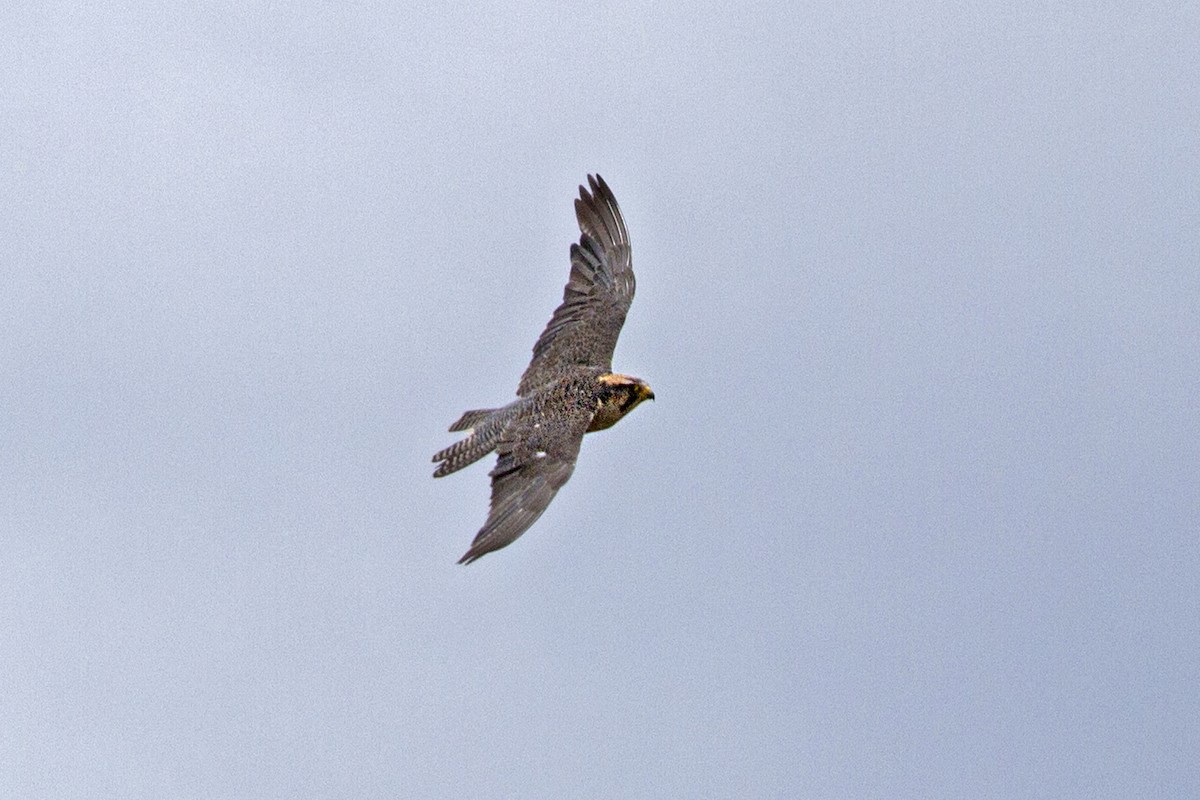 Lanner Falcon - Charley Hesse TROPICAL BIRDING
