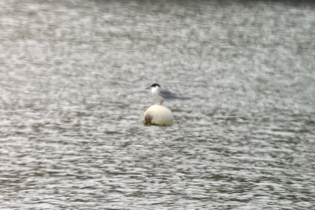 Forster's Tern - Cole Wolf