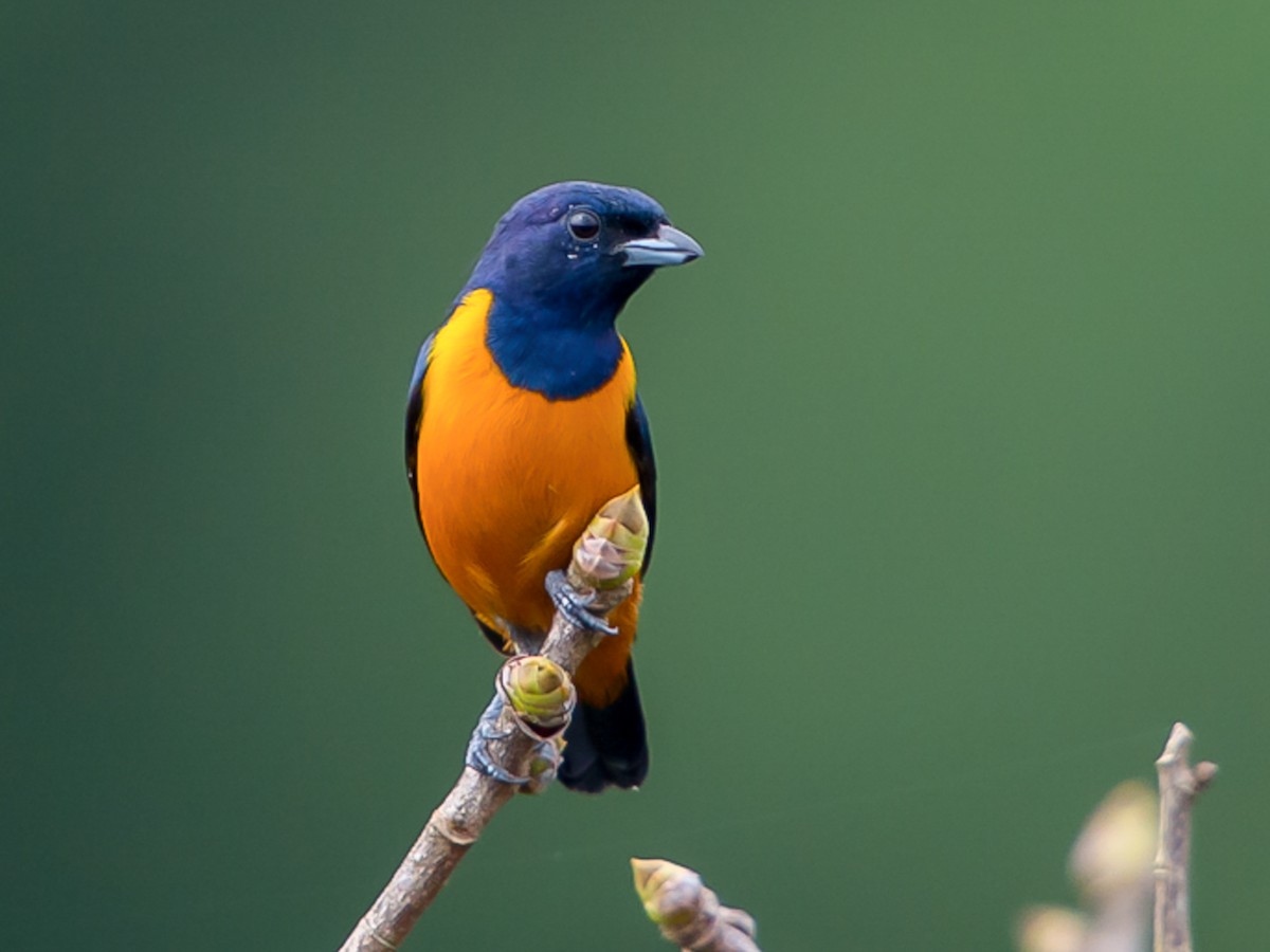 Rufous-bellied Euphonia - Euphonia rufiventris - Birds of the World