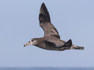  - Black-footed Albatross