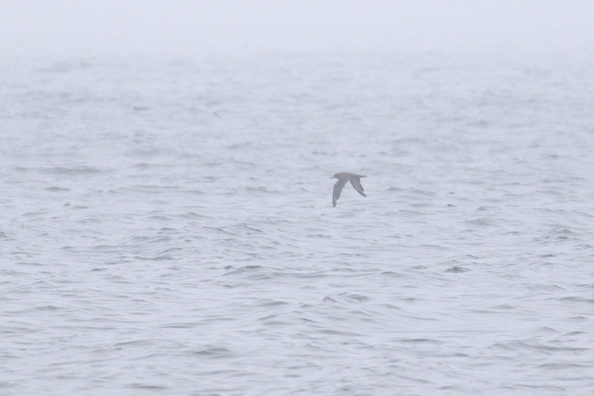 Pink-footed Shearwater - ML449285691