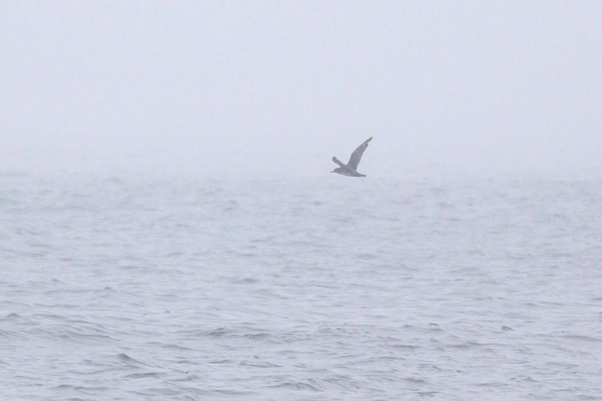 Pink-footed Shearwater - ML449285701