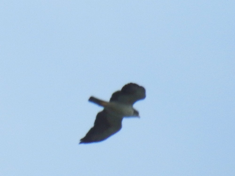 Short-tailed Hawk - Fernando Nunes