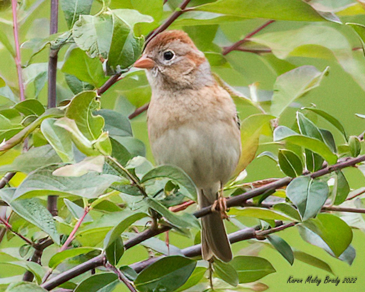 Field Sparrow - ML449287251