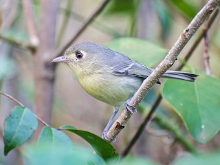  - Cuban Vireo