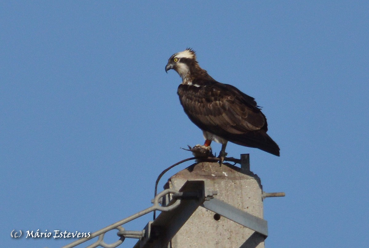 Osprey - Mário Estevens