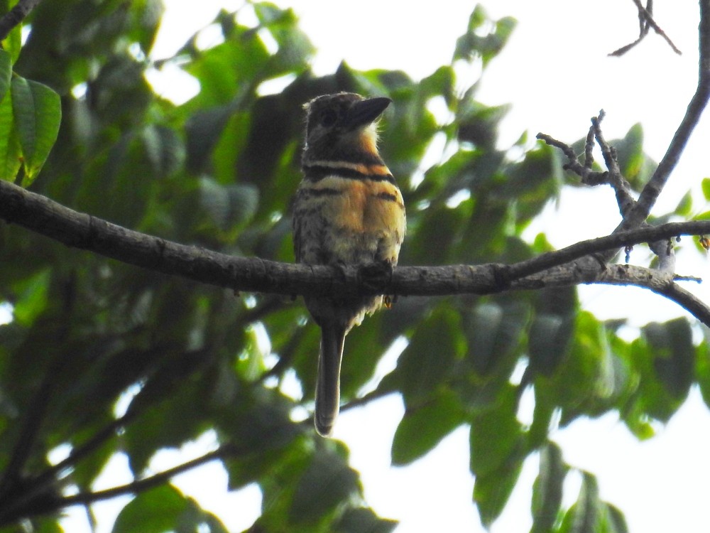 Two-banded Puffbird - ML449288921