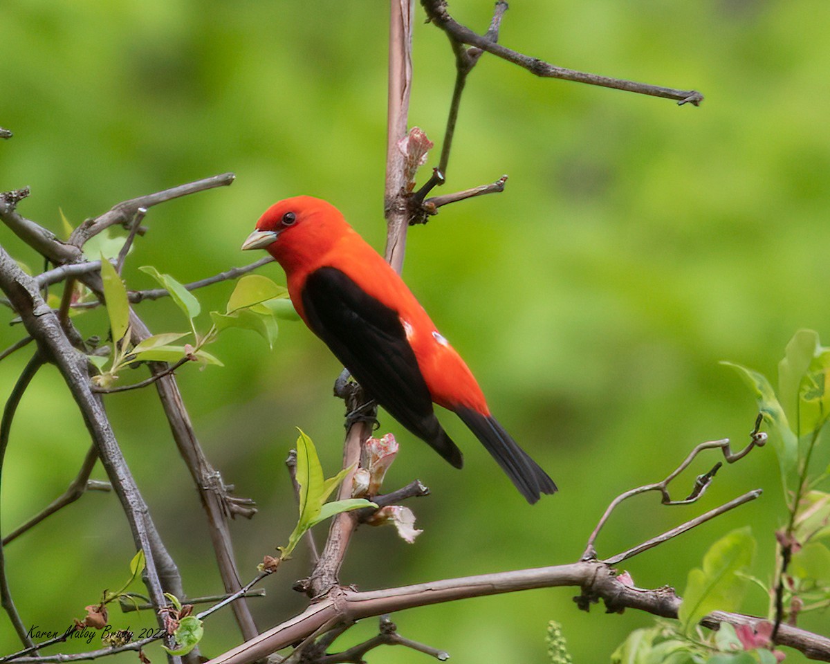 Scarlet Tanager - ML449290241