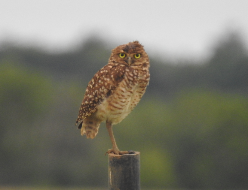 Burrowing Owl - ML449296031
