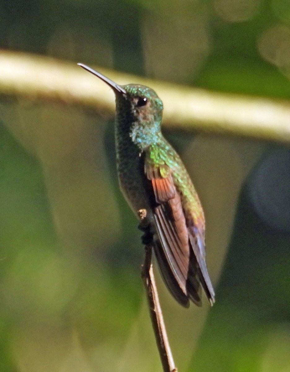 Stripe-tailed Hummingbird - ML449296861
