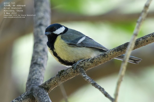 Great tit, The great tit (Parus major) is a passerine bird …