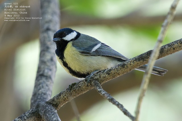 Adult lateral view (subspecies <em class="SciName notranslate">kapustini</em>). - Great Tit - 