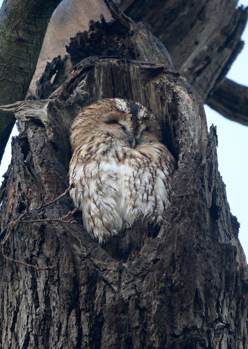 Tawny Owl - ML44929921
