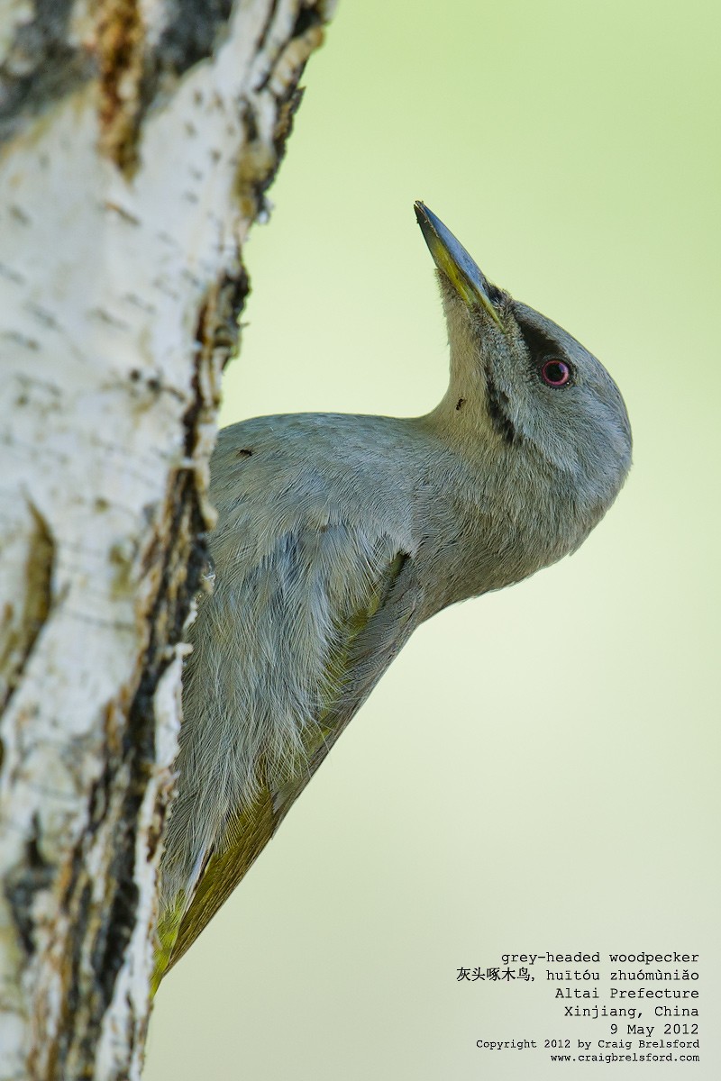 Gray-headed Woodpecker - Craig Brelsford