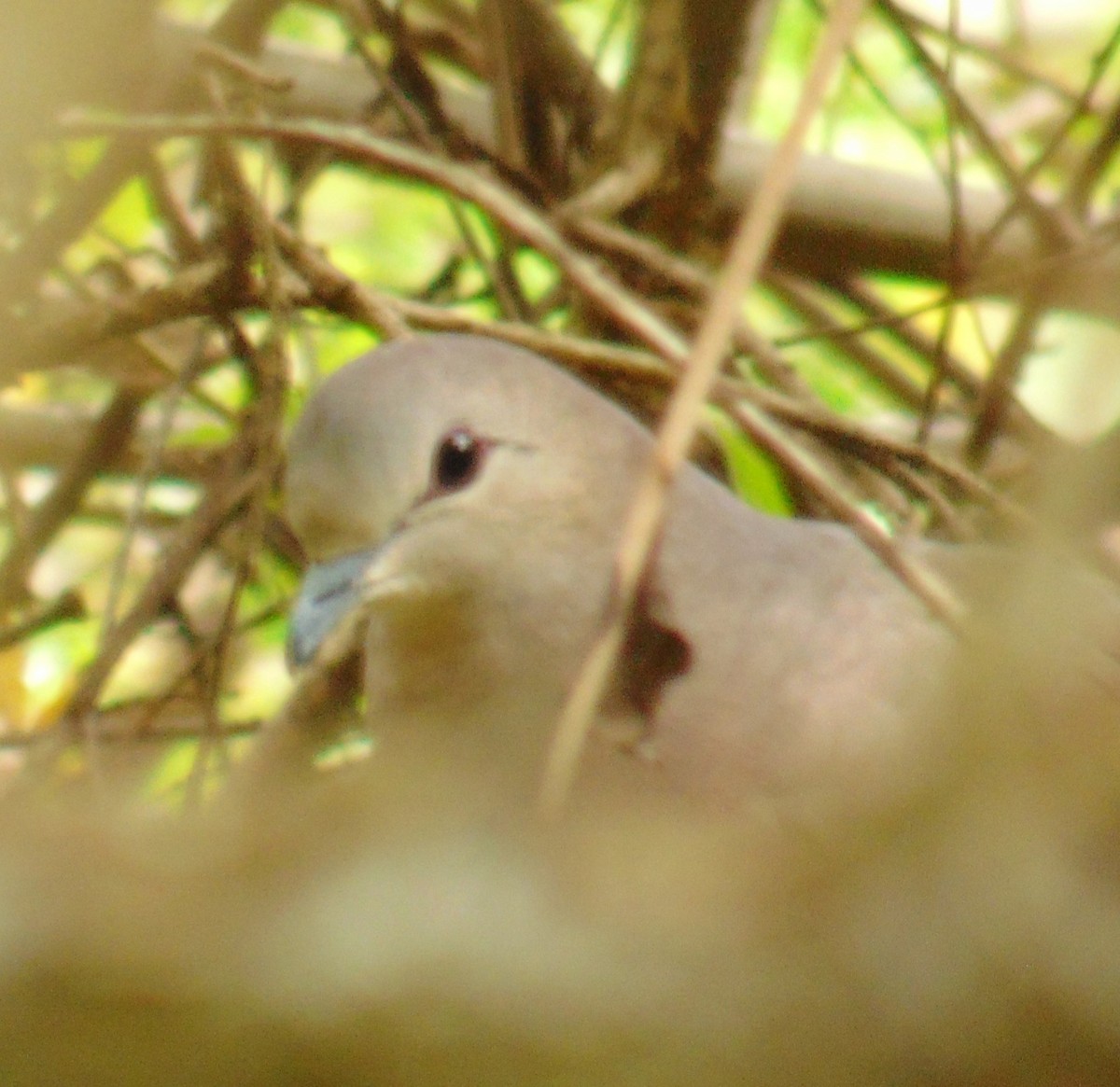 Large-tailed Dove - ML449303851