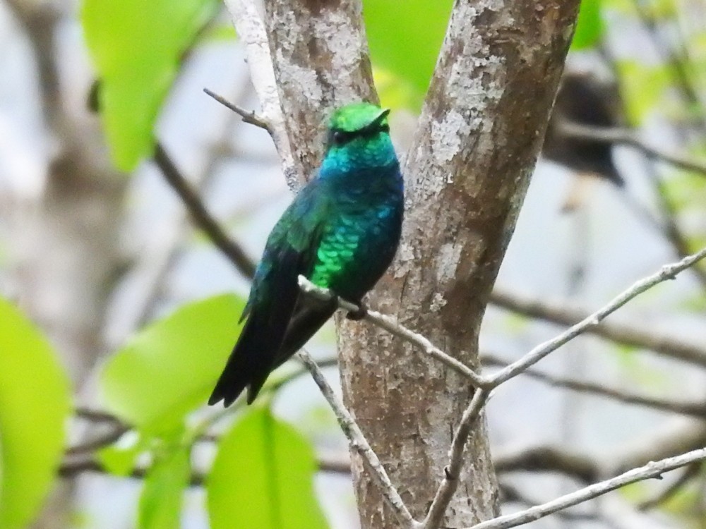 kolibřík modrobradý - ML449306841