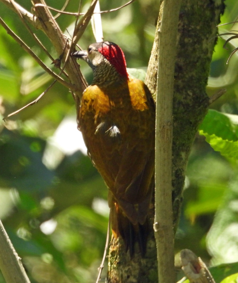 Golden-olive Woodpecker - ML449307751