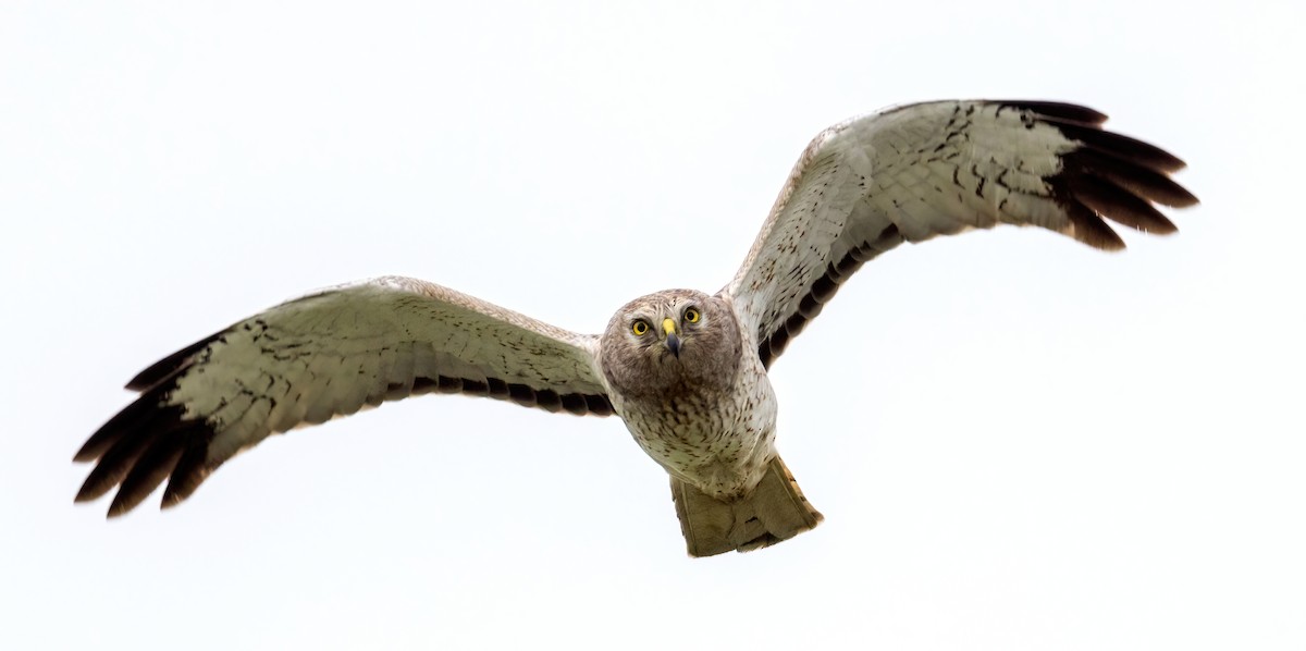 Northern Harrier - Steve Colwell