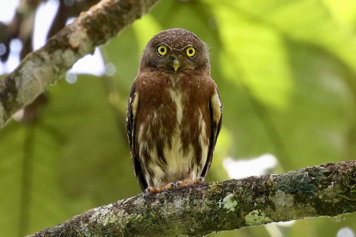 Central American Pygmy-Owl - ML449310971