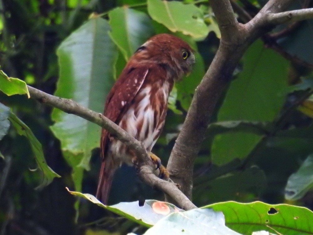 Ferruginous Pygmy-Owl - ML449311761