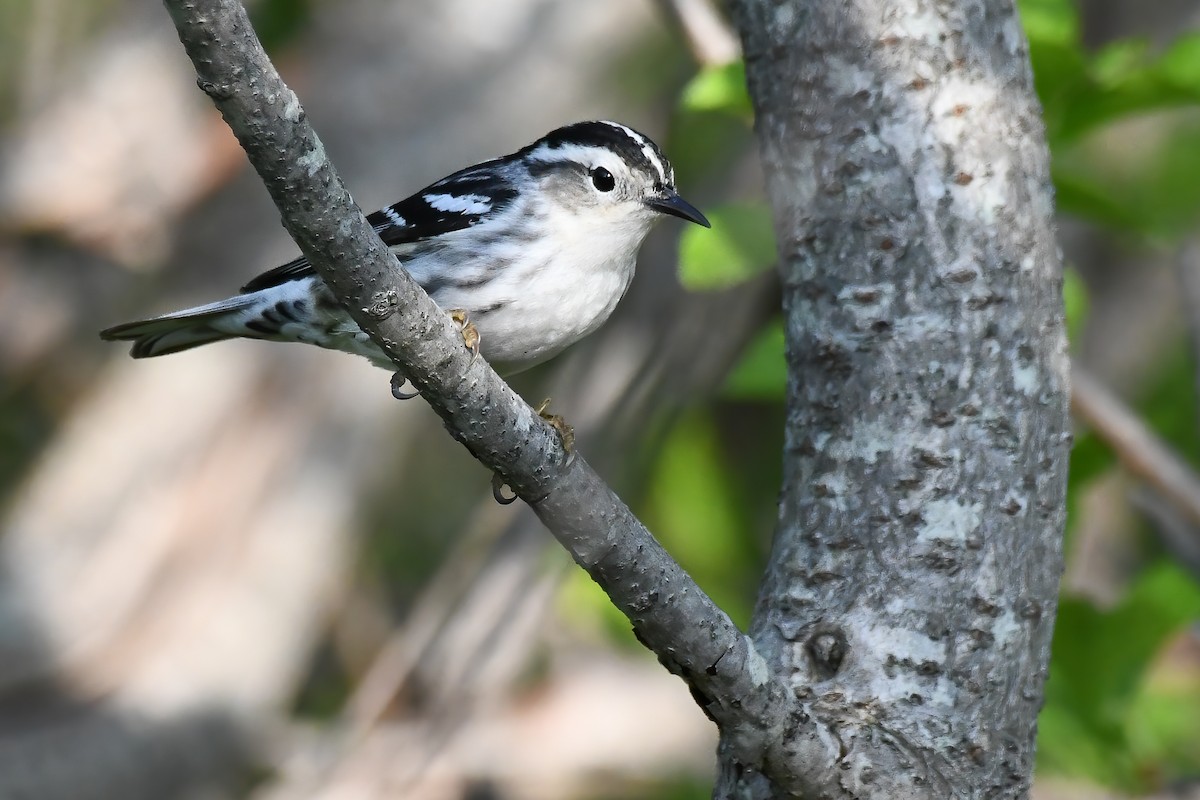 Black-and-white Warbler - ML449316251