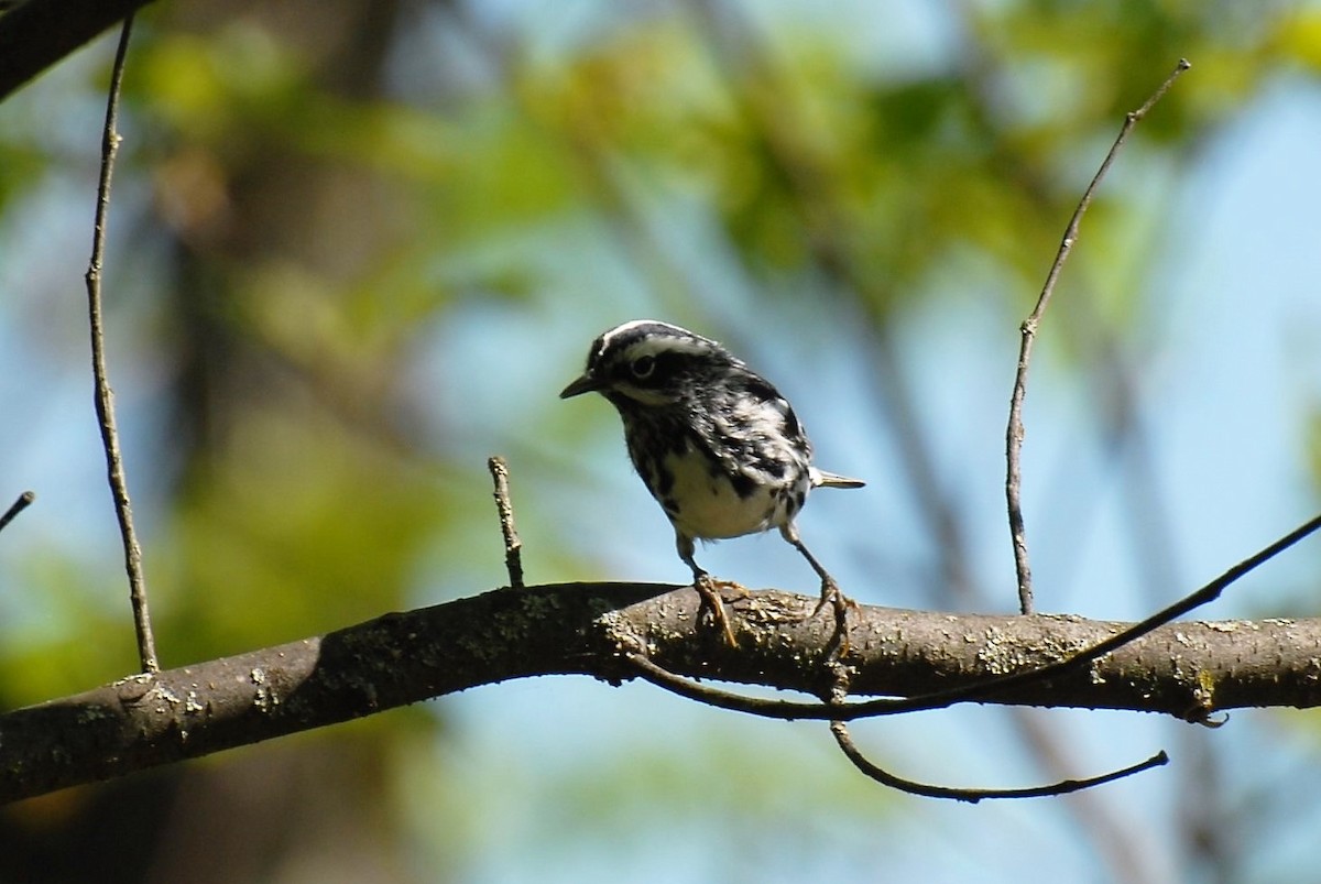 Black-and-white Warbler - ML449319041