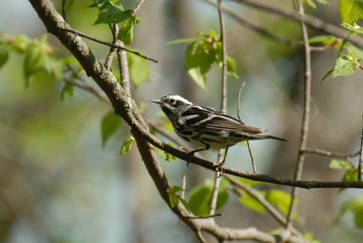 Black-and-white Warbler - ML449319061