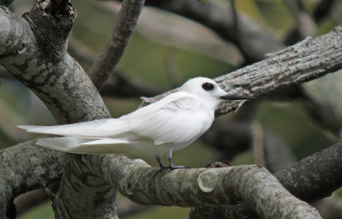 White Tern (Little) - ML449321071