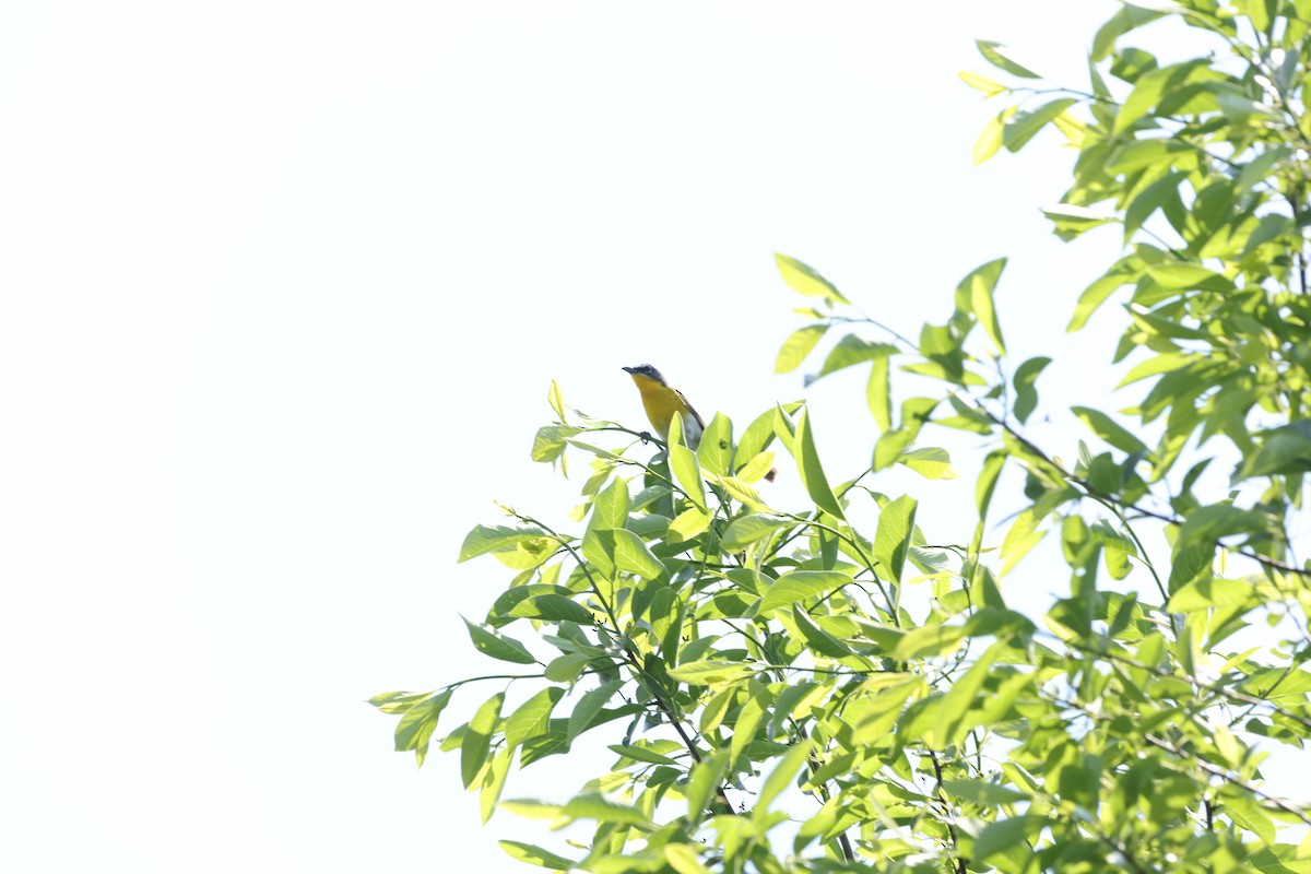 Yellow-breasted Chat - ML449325801