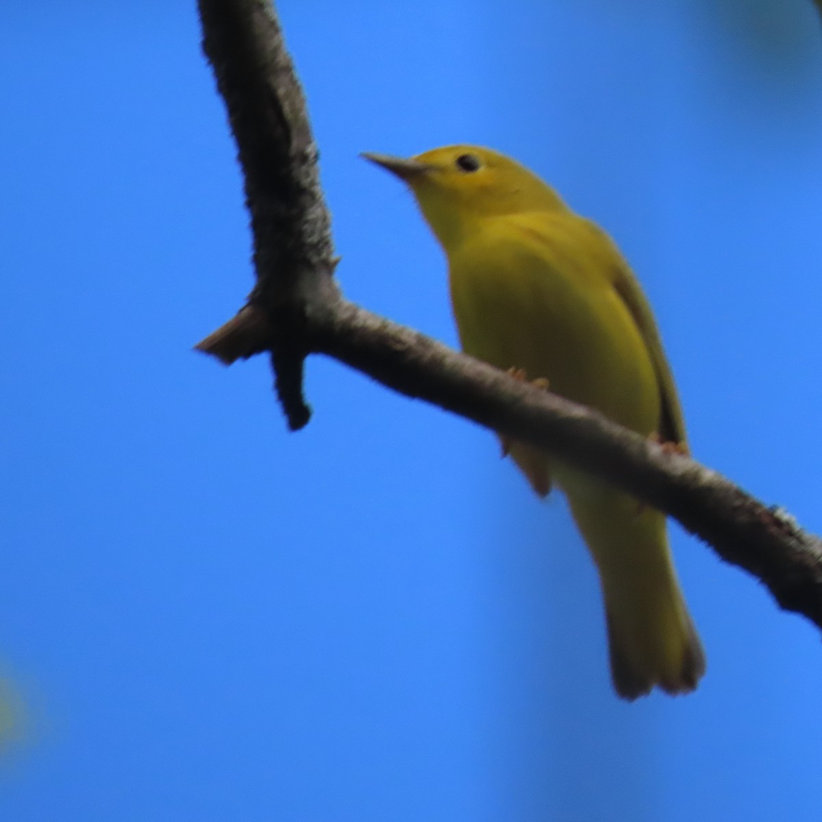 Yellow Warbler - Pamela Low