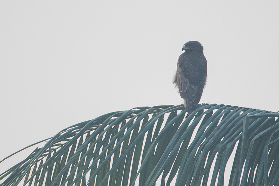 Indian Spotted Eagle - Samyak Kaninde
