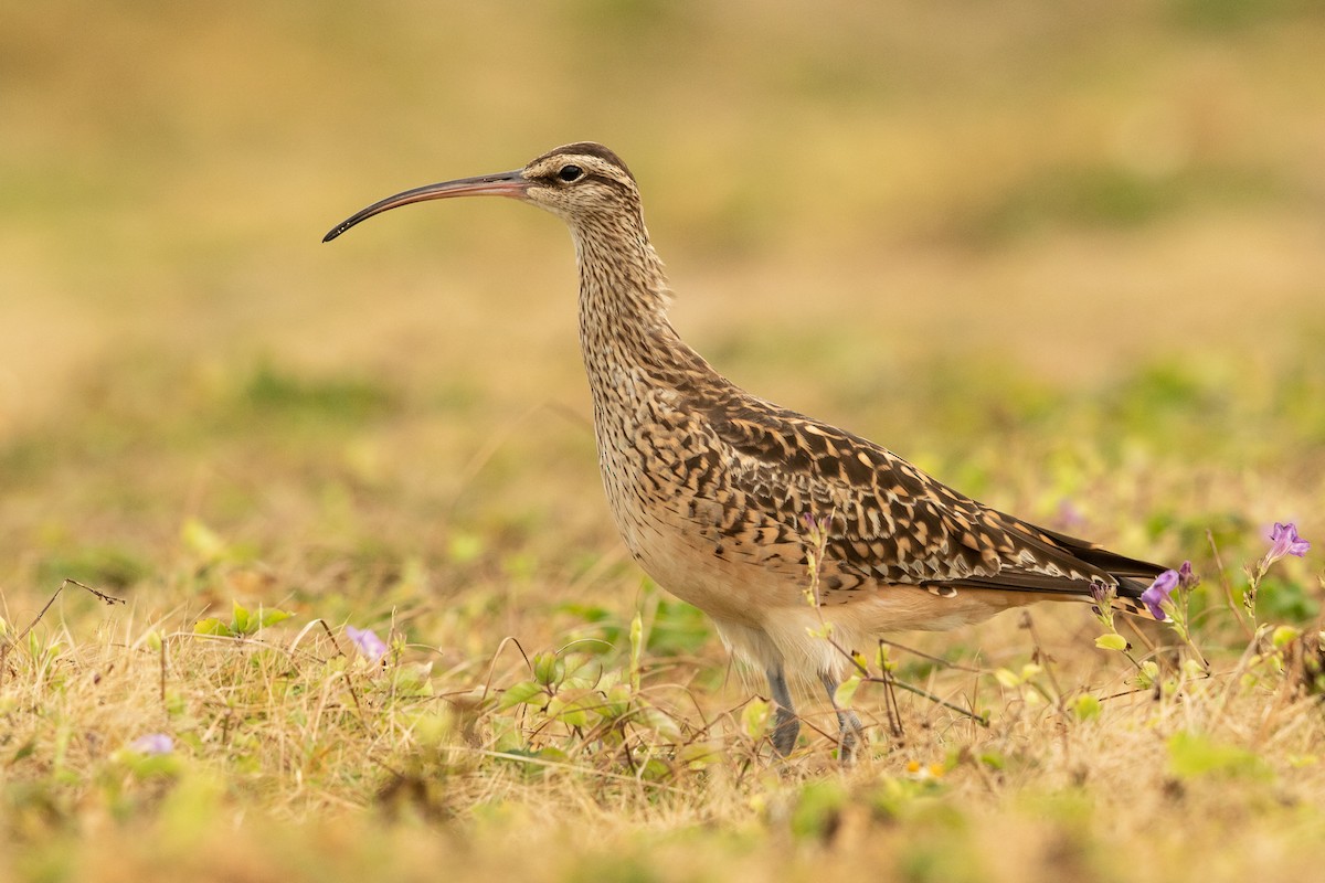 Bristle-thighed Curlew - ML449333871