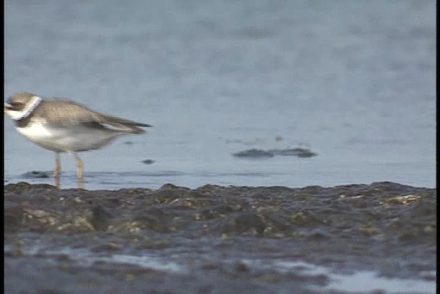 Semipalmated Plover - ML449340