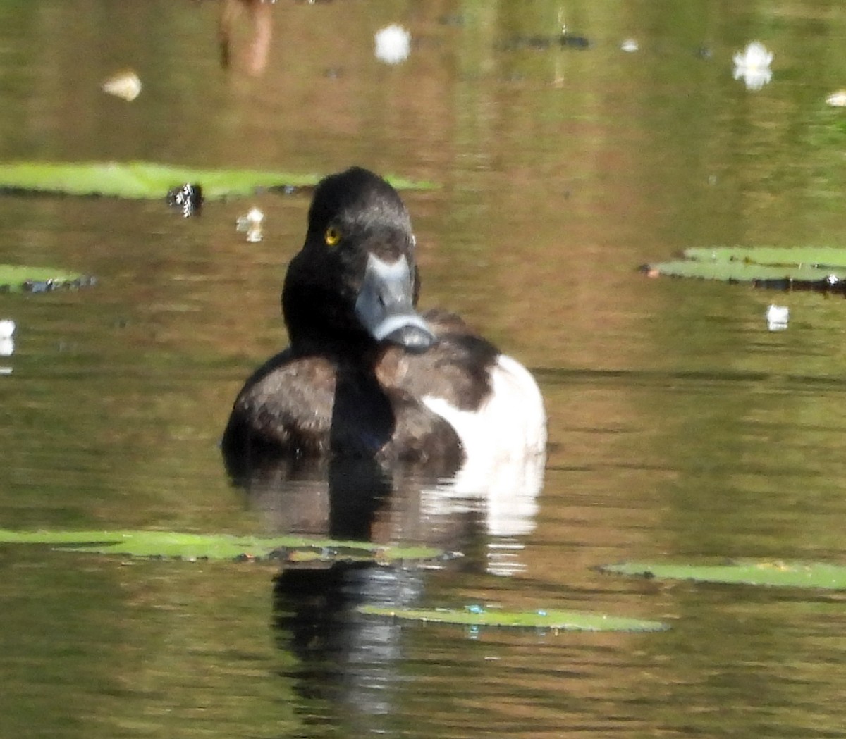 Ring-necked Duck - ML449341501