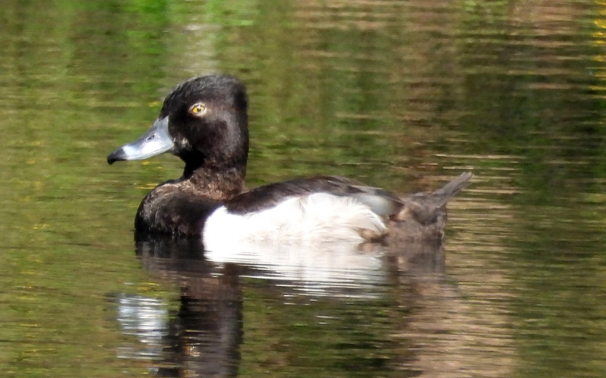 Ring-necked Duck - ML449341521