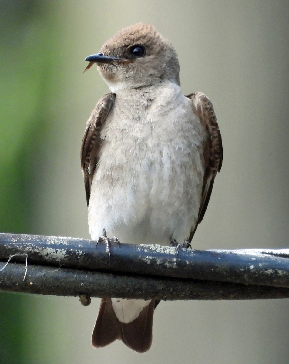 Northern Rough-winged Swallow - ML449341601