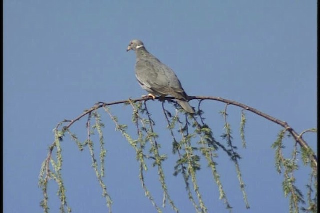 Band-tailed Pigeon (Northern) - ML449343