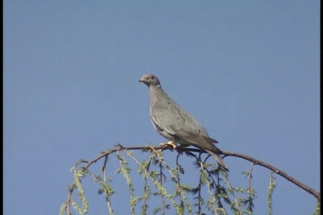 Полосатохвостый голубь [группа fasciata] - ML449344