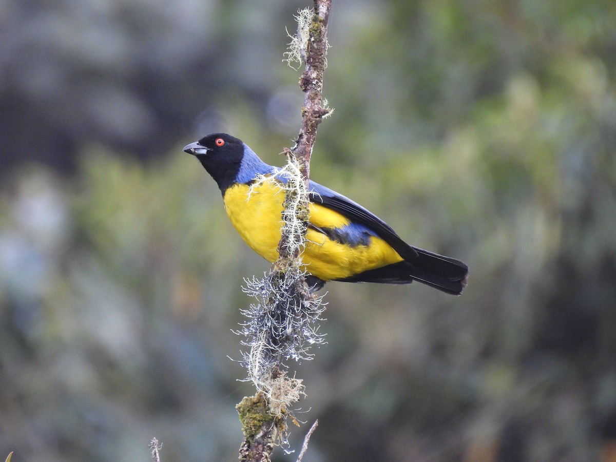 Hooded Mountain Tanager - ML449351851