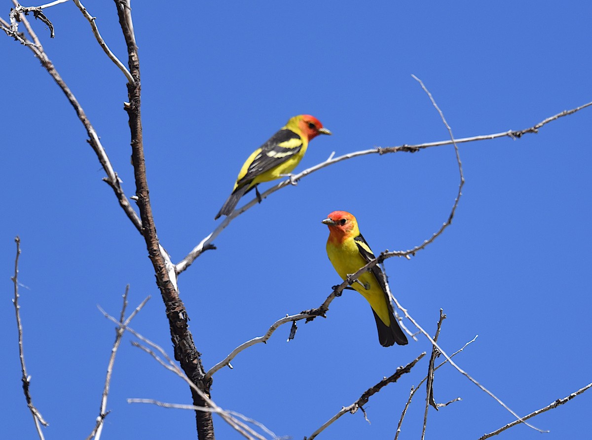 Western Tanager - ML449358741